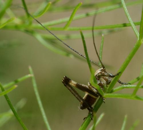 Tettigoniinae
